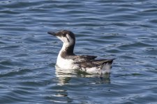 A09CommonMurre1333.jpg