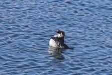 A10CommonMurre1326.jpg