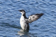 A11CommonMurre1328.jpg