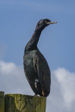 A12PelagicCormorant1246.jpg