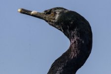 A13PelagicCormorant1251.jpg