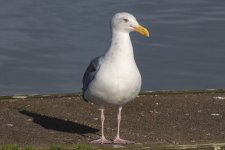 A14GlaucousWingedGull1438.jpg