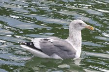 A15HerringGull1273.jpg