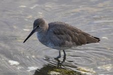 A17Willet1142.jpg