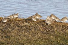 A18Willets&BlackBelliedPlovers1220.jpg