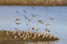 A19GodwitsJoinWillets1230.jpg