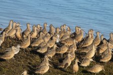 A20BlackBelliedPloverWilletAmongGodwits1245.jpg