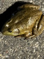 IMG_0039.jpeg