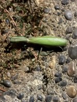 IMG_0041.jpeg