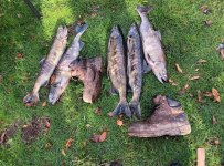 IMG_9688.jpeg