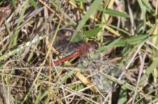 A01WhiteFacedMeadowhawkDragonfly0478.jpg