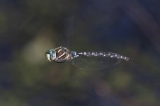 A02PaddleTailedDarner0161.jpg
