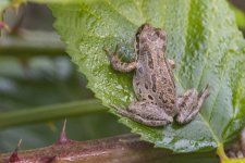 B01aBrownPacificTreeFrog0094.jpg
