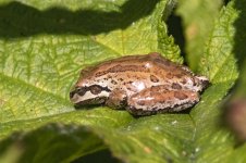 B01aPacificTreeFrog0140Brown.jpg