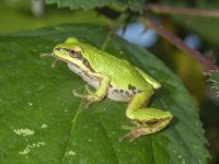 B02aPacificTreeFrogGreenA030009 .jpg