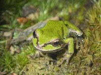 B02bPacificTreeFrogGreenA030002.jpg