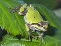 B02cPacificTreeFrogGreenA030006.jpg