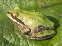 B03PacificTreeFrogAGreenGold100006.jpg