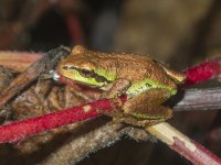 B05PacificTreeFrogBronzeA160015.jpg