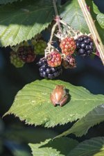 B06PacificTreeFrog&Blackberries0177.jpg