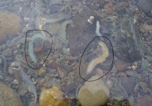 IMG_0274.jpeg