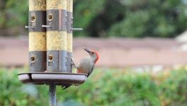 DSC_0129.jpeg