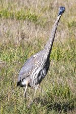 A01GreatBlueHeron1672.jpg