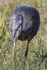 A02GreatBlueHeronWGrasshopper1674.jpg