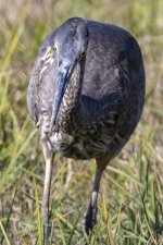 A03GreatBlueHeronWGrasshopper1675.jpg