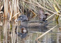 A01WoodDuckHen2084.jpg