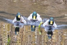 MallardDrakesThreeAmigos2098.jpg