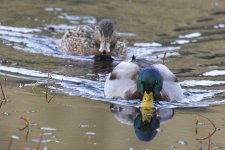 MallardPair1790.jpg