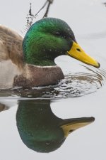 MallardDrake&Reflection2077.jpg