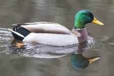 MallardDrake&Reflection2081.jpg
