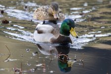 MallardDrake1792.jpg
