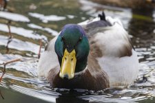 MallardDrake1796.jpg