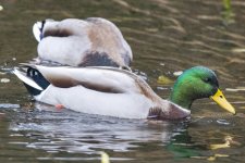 MallardDrake2102.jpg