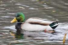 MallardDrake2120.jpg