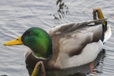 MallardDrake2180.jpg