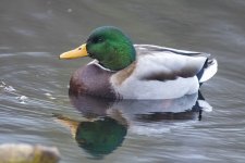 MallardDrake2186.jpg