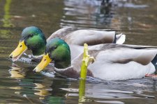 MallardDrakes2106.jpg