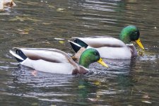 MallardDrakes2111.jpg