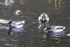 MallardDrakes2113.jpg