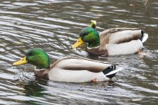 MallardDrakes2117.jpg