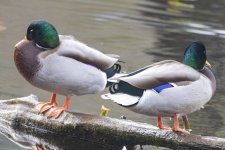 MallardDrakes2184.jpg
