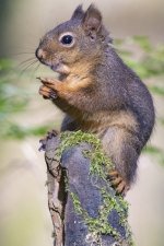 DouglasSquirrel1936.jpg