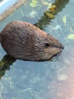 IMG_0070.jpeg