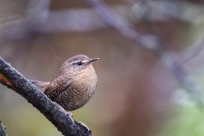PacificWren2131.jpg