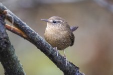 PacificWren2136.jpg