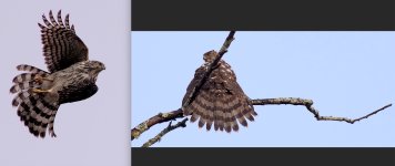 coopershawk2024nov14thldkd.jpg